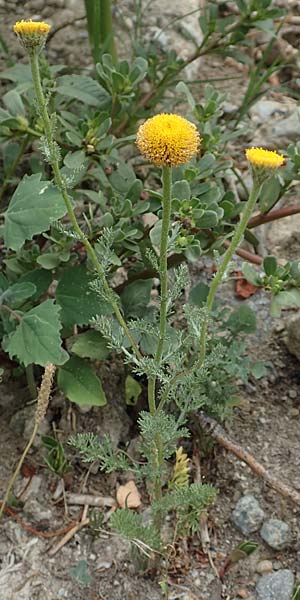 Anthemis cretica \ Kretische Hundskamille / Rayless Chamomile, F Pyrenäen/Pyrenees, Ille-sur-Tet 22.7.2018