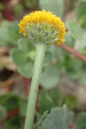 Anthemis cretica \ Kretische Hundskamille / Rayless Chamomile, F Pyrenäen/Pyrenees, Ille-sur-Tet 22.7.2018