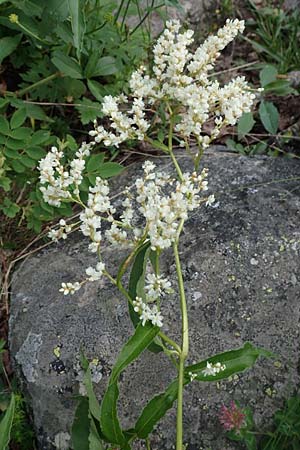 Koenigia alpina \ Alpen-Knterich / Alpine Knotweed, F Pyrenäen/Pyrenees, Canigou 24.7.2018