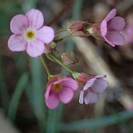 Androsace chaixii \ Chaix' Mannsschild / Chaix's Rock Jasmine, F Col de Gleize 29.4.2023