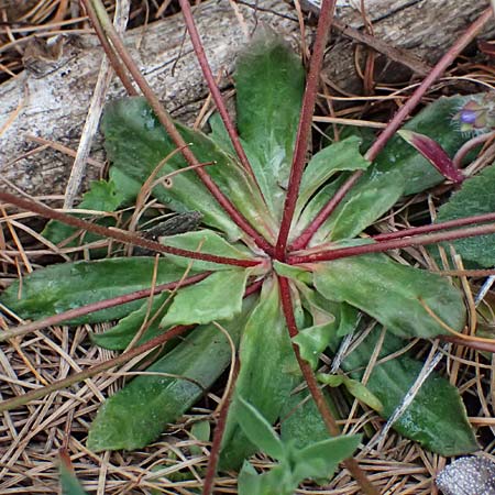 Androsace chaixii \ Chaix' Mannsschild / Chaix's Rock Jasmine, F Col de Gleize 29.4.2023