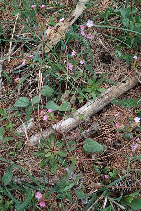 Androsace chaixii \ Chaix' Mannsschild / Chaix's Rock Jasmine, F Col de Gleize 29.4.2023