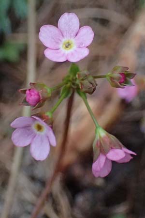 Androsace chaixii \ Chaix' Mannsschild / Chaix's Rock Jasmine, F Col de Gleize 29.4.2023