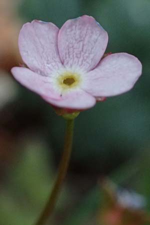 Androsace chaixii \ Chaix' Mannsschild / Chaix's Rock Jasmine, F Col de Gleize 29.4.2023