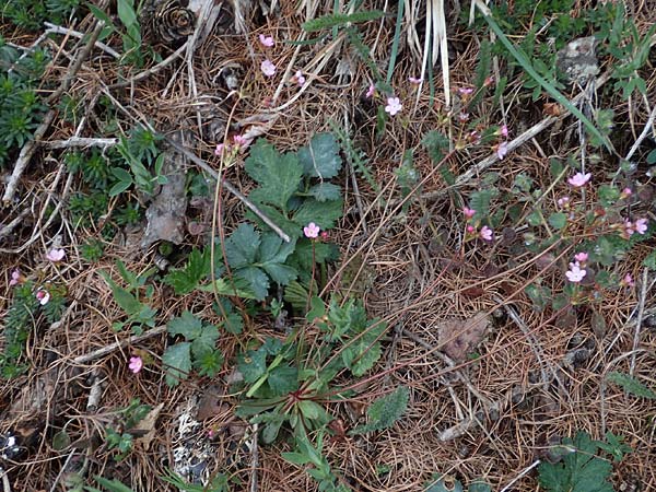 Androsace chaixii \ Chaix' Mannsschild / Chaix's Rock Jasmine, F Col de Gleize 29.4.2023