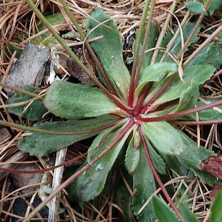 Androsace chaixii \ Chaix' Mannsschild / Chaix's Rock Jasmine, F Col de Gleize 29.4.2023