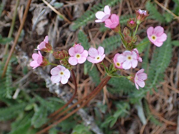 Androsace chaixii \ Chaix' Mannsschild / Chaix's Rock Jasmine, F Col de Gleize 29.4.2023