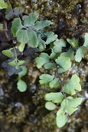 Adiantum capillus-veneris \ Venushaar, Echter Frauenhaar-Farn / Maidenhair Fern, F Tende 18.5.2026