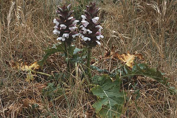 Acanthus mollis \ Weicher Akanthus, Wahre Brenklaue / Bear's Breech, F Dept. Gard, Remoulins 2.6.1982