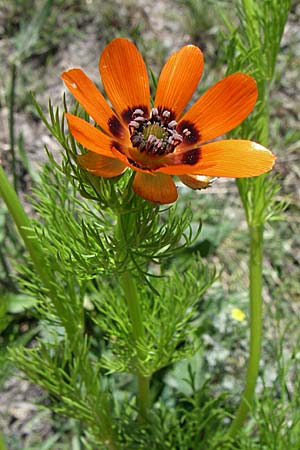 Adonis aestivalis \ Sommer-Adonisrschen / Summer Pheasant's Eye, F Queyras, Vieille Ville 22.6.2008