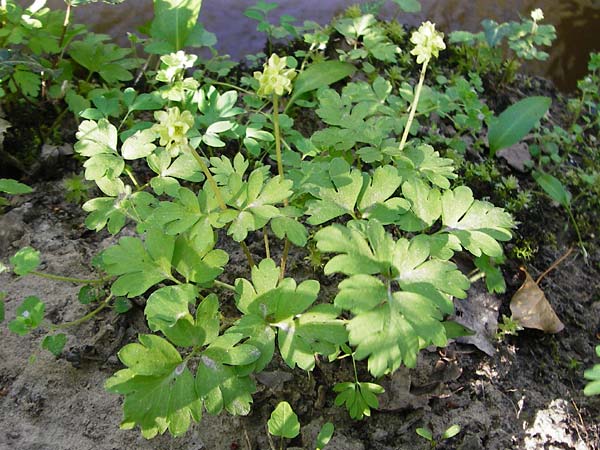 Adoxa moschatellina \ Moschuskraut / Moschatel, Town-Hall Clock, F Schweighouse-sur-Moder 18.4.2015