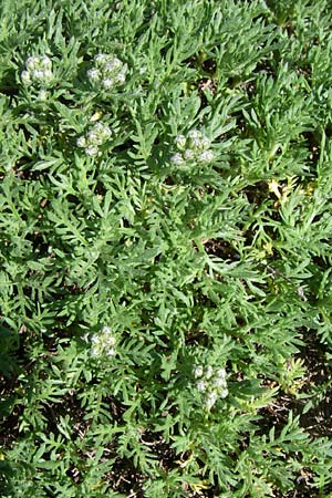 Achillea erba-rotta \ Westalpen-Schafgarbe, Echte Iva-Pflanze, F Col de Lautaret Botan. Gar. 28.6.2008