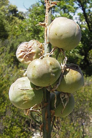 Asphodelus albus \ Wei&szlig;er Affodill / White Asphodel, F Saint-Guilhem-le-Desert 1.6.2009