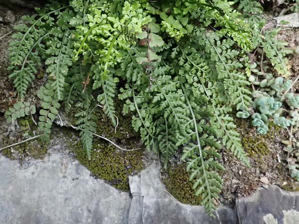 Asplenium fontanum \ Jura-Streifenfarn / Smooth Spleenwort, European Rock Fern, F Tende 18.5.2026