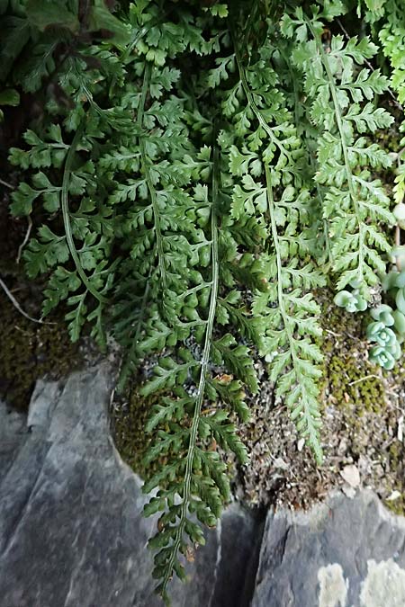 Asplenium fontanum \ Jura-Streifenfarn / Smooth Spleenwort, European Rock Fern, F Tende 18.5.2026