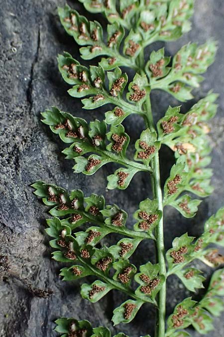 Asplenium fontanum \ Jura-Streifenfarn / Smooth Spleenwort, European Rock Fern, F Tende 18.5.2026