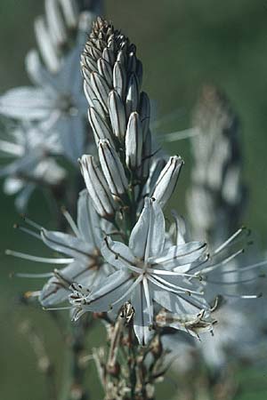 Asphodelus ramosus \ �stiger Affodill / Branched Asphodel, F Cote d'Azur 29.4.2005