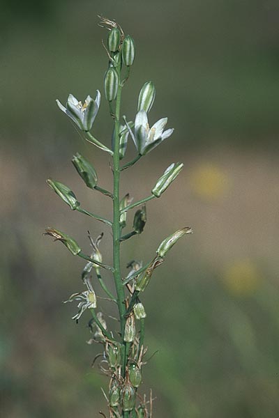 Ornithogalum narbonense \ Berg-Milchstern / Pyramidal Star of Bethlehem, F Corbi&egrave;res 27.5.2005