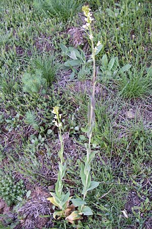Arabis glabra \ Kahles Turmkraut / Tower Mustard, F Pyrenäen/Pyrenees, Err 26.6.2008