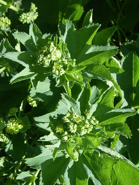 Alchemilla xanthochlora ? \ Gelbgrner Frauenmantel / Intermediate Lady's Mantle, F Col de Lautaret Botan. Gar. 28.6.2008