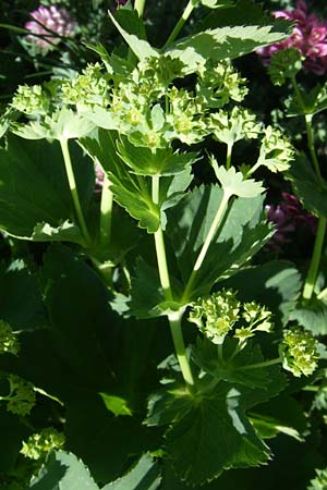Alchemilla xanthochlora ? \ Gelbgrner Frauenmantel / Intermediate Lady's Mantle, F Col de Lautaret Botan. Gar. 28.6.2008
