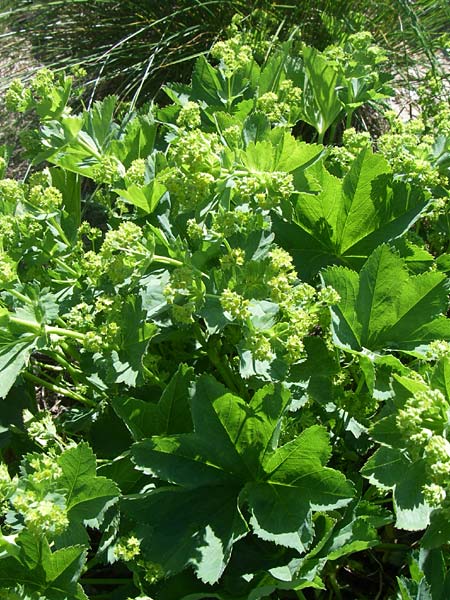 Alchemilla xanthochlora ? \ Gelbgrner Frauenmantel / Intermediate Lady's Mantle, F Col de Lautaret Botan. Gar. 28.6.2008