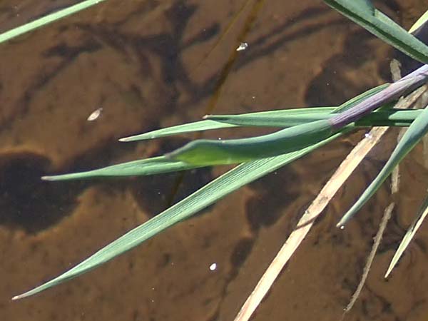 Alopecurus geniculatus \ Knick-Fuchsschwanz / Marsh Foxtail, F Pyrenäen/Pyrenees, Mont Louis 3.8.2018