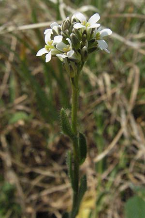 Arabis hirsuta \ Rauhaarige Gnsekresse / Hairy Rock-Cress, F Elsass/Alsace, Westhalten 28.4.2007