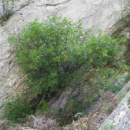 Acer monspessulanum \ Felsen-Ahorn, Franzsischer Maholder / Montpellier Maple, F Clue de Chabrieres 12.5.2007
