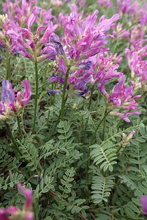 Astragalus hypoglottis \ Purpur-Tragant, F Barcelonnette 8.7.2016