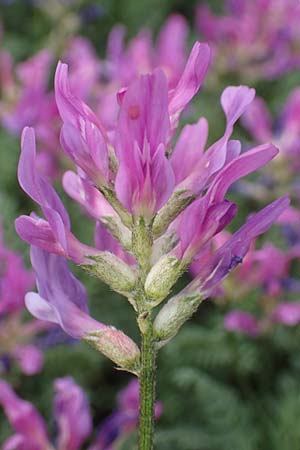 Astragalus hypoglottis \ Purpur-Tragant, F Barcelonnette 8.7.2016
