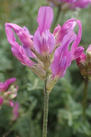Astragalus hypoglottis \ Purpur-Tragant, F Barcelonnette 8.7.2016