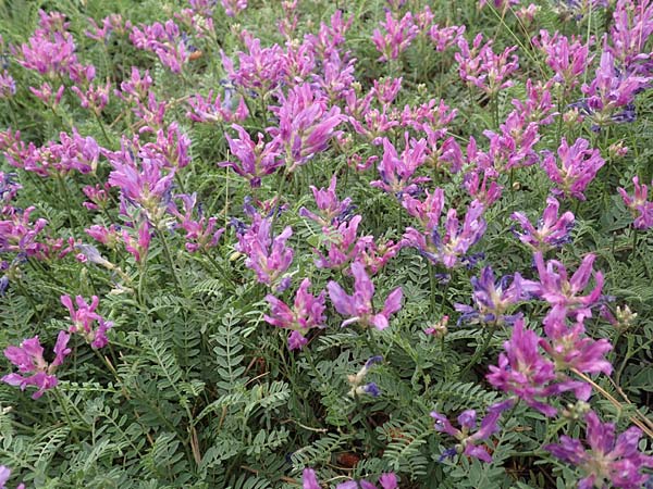 Astragalus hypoglottis \ Purpur-Tragant, F Barcelonnette 8.7.2016