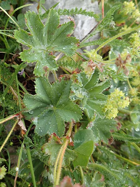 Alchemilla glaucescens ? \ Weichhaariger Frauenmantel, Bastard-Frauenmantel / Bastard Lady's Mantle, F Col de la Bonette 8.7.2016