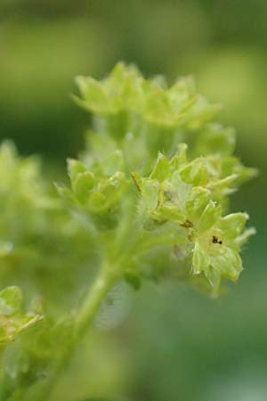 Alchemilla glaucescens ? \ Weichhaariger Frauenmantel, Bastard-Frauenmantel / Bastard Lady's Mantle, F Col de la Bonette 8.7.2016