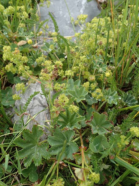 Alchemilla glaucescens ? \ Weichhaariger Frauenmantel, Bastard-Frauenmantel / Bastard Lady's Mantle, F Col de la Bonette 8.7.2016
