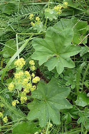 Alchemilla xanthochlora ? \ Gelbgrner Frauenmantel / Intermediate Lady's Mantle, F Col de la Bonette 8.7.2016