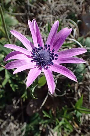 Anemone hortensis \ Stern-Anemone / Broad-Leaved Anemone, F Le Luc 15.3.2024