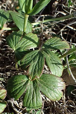 Anemone hortensis \ Stern-Anemone / Broad-Leaved Anemone, F Le Luc 15.3.2024