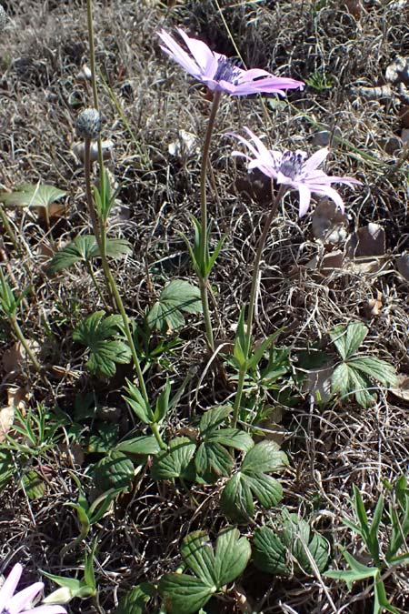 Anemone hortensis \ Stern-Anemone / Broad-Leaved Anemone, F Le Luc 15.3.2024