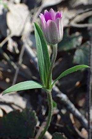 Anemone hortensis \ Stern-Anemone / Broad-Leaved Anemone, F Le Luc 15.3.2024