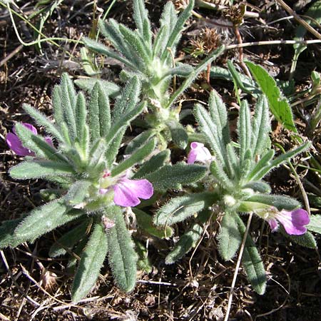 Ajuga iva \ Mittelmeer-G�nsel, Moschus-G�nsel / Musky Bugle, F Frontignan 28.6.2008