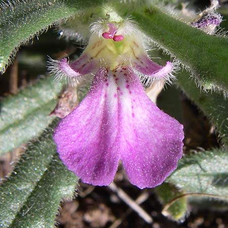 Ajuga iva \ Mittelmeer-G�nsel, Moschus-G�nsel / Musky Bugle, F Frontignan 28.6.2008