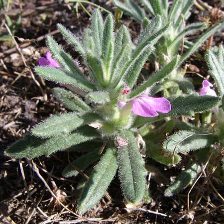 Ajuga iva \ Mittelmeer-G�nsel, Moschus-G�nsel / Musky Bugle, F Frontignan 28.6.2008