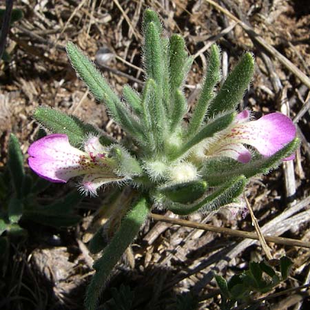 Ajuga iva \ Mittelmeer-G�nsel, Moschus-G�nsel / Musky Bugle, F Frontignan 28.6.2008