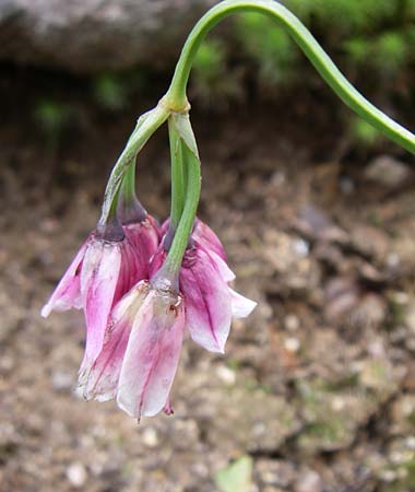 Allium insubricum \ S&uuml;dalpen-Lauch / Lombardy Garlic, Piedmont Garlic, F Vogesen/Vosges, Botan. Gar.  Haut Chitelet 5.8.2008