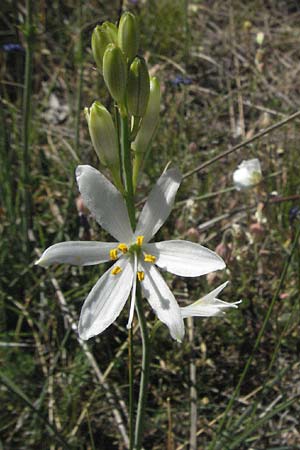 Anthericum liliago \ Astlose Graslilie / St. Bernard's Lily, F Causse du Larzac 7.6.2006