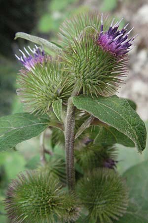 Arctium minus \ Kleine Klette / Lesser Burdock, F Pyrenäen/Pyrenees, Prades 12.8.2006
