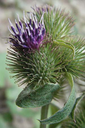 Arctium minus \ Kleine Klette / Lesser Burdock, F Pyrenäen/Pyrenees, Prades 12.8.2006
