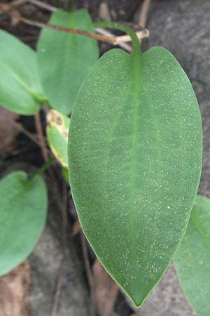 Alisma plantago-aquatica \ Gewhnlicher Froschlffel, F Pyrenäen, Eus 14.8.2006